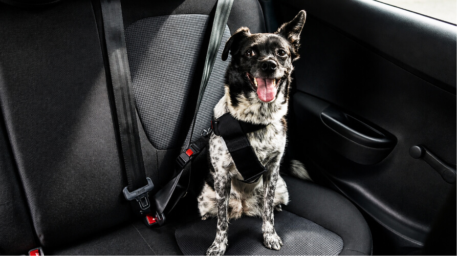 Dog wearing a safety harness buckled into a car seat