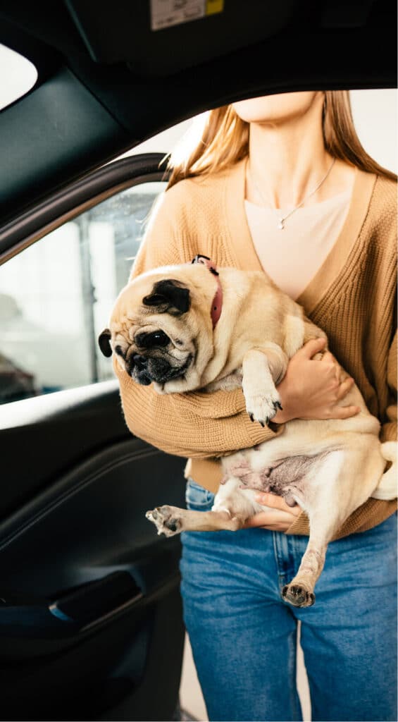 Woman holding pug in arms while getting into passenger side of car